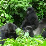 Eastern Lowland Gorillas in Kahuzi Biega, Congo lowland gorilla tours