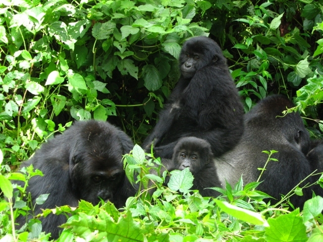 lowland gorilla tours