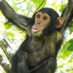 Uganda Primate Safari in Kibale Forest National Park Chimpanzee Tracking Safaris