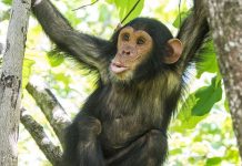 Chimpanzee Tracking Safaris