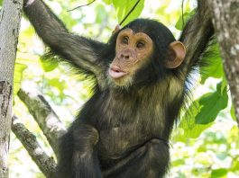 Chimpanzee Tracking Safaris