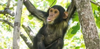 Chimpanzee Tracking Safaris