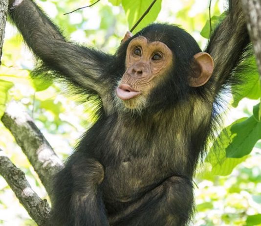 Chimpanzee Tracking Safaris