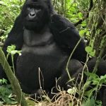 Gorilla Trekking in Africa