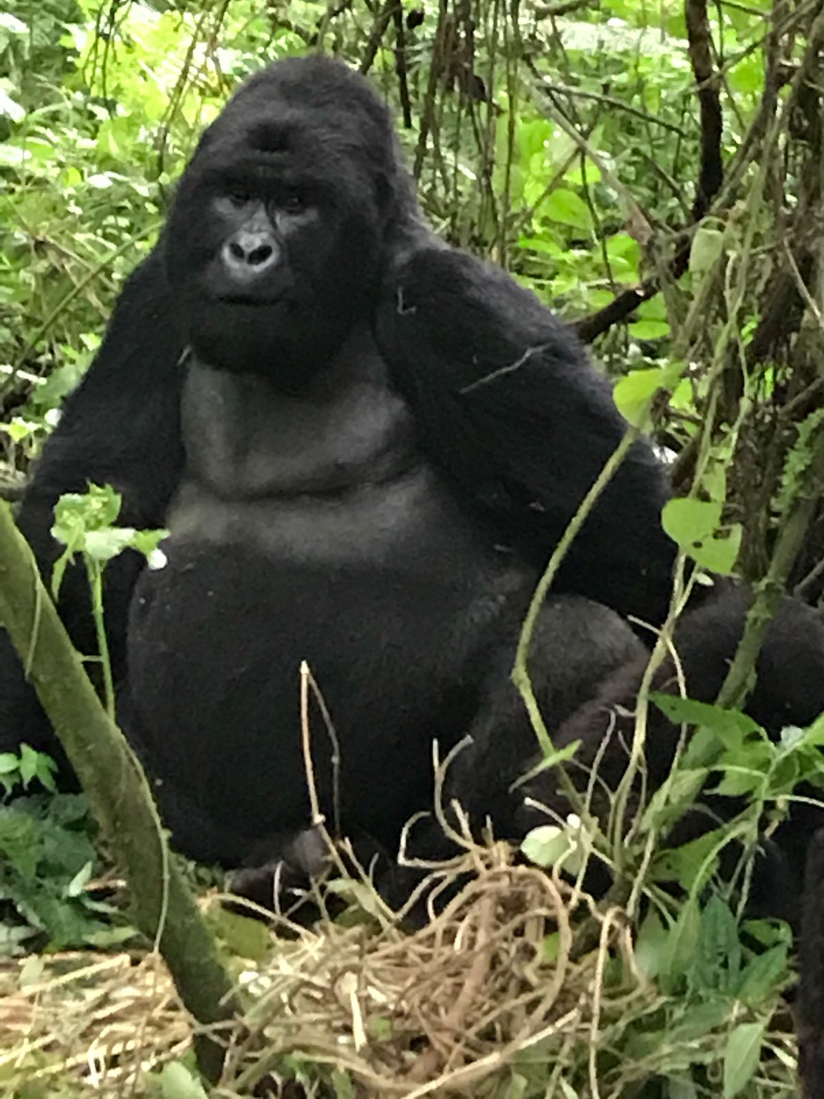 Gorilla Trekking in Africa