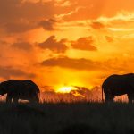 Safaris Kenya