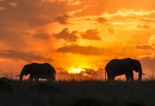 Safaris Kenya