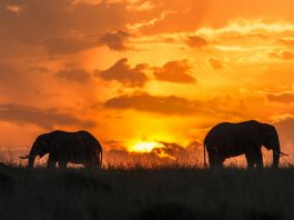 Safaris Kenya
