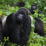 gorilla safaris africa