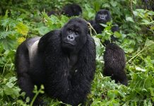 gorilla safaris africa