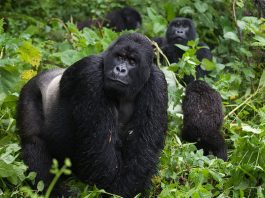 gorilla safaris africa