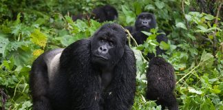 gorilla safaris africa