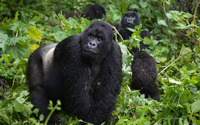 gorilla safaris africa