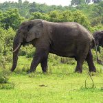 Uganda Wildlife Safari