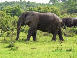 Uganda Wildlife Safari