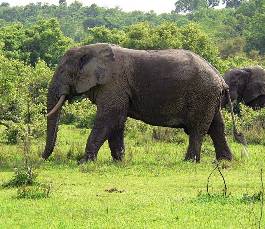 Uganda Wildlife Safari