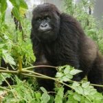 Best Time to Go Gorilla Safaris in Congo