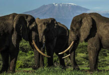 Elephants in Africa