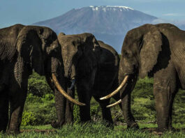 Elephants in Africa