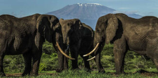 Elephants in Africa