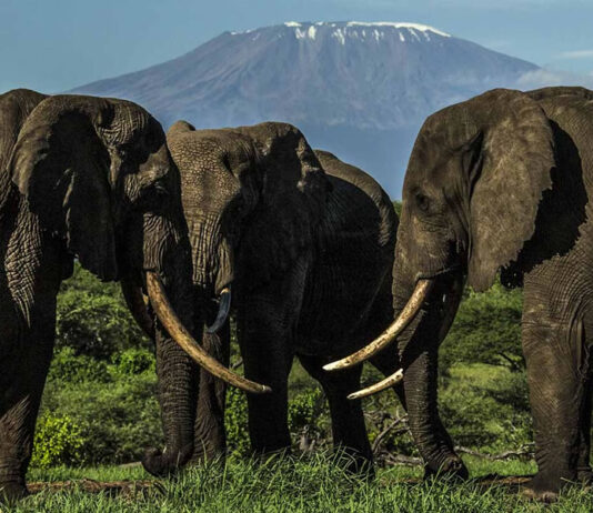 Elephants in Africa