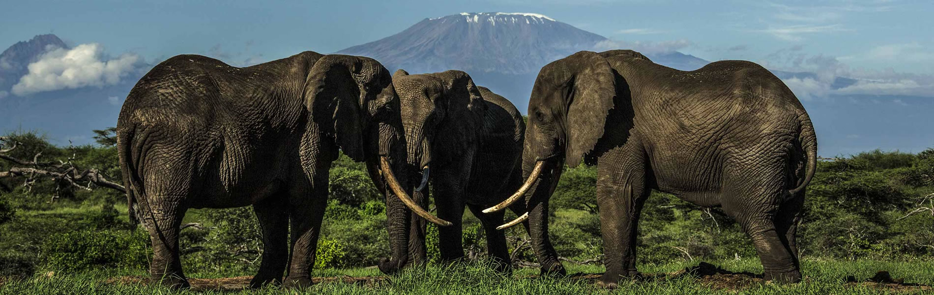 Elephants in Africa