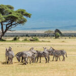 Wildlife in Tanzania