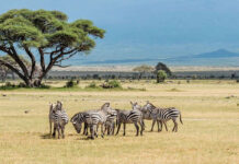 Wildlife in Tanzania