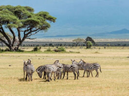 Wildlife in Tanzania