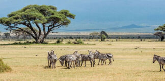 Wildlife in Tanzania
