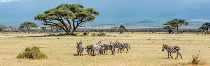 Wildlife in Tanzania