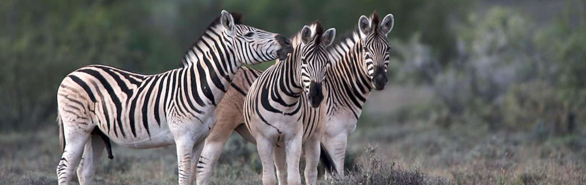 Zebras in Karoo National Park