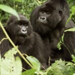 Gorilla Tours Uganda