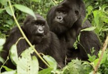 Gorilla Tours Uganda