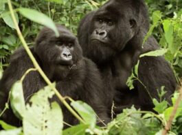 Gorilla Tours Uganda