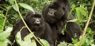 Gorilla Tours Uganda