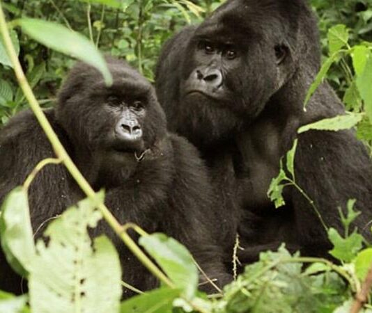 Gorilla Tours Uganda