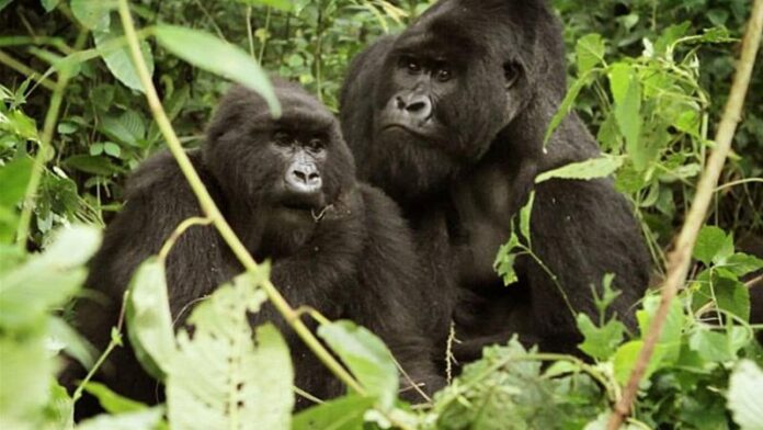 Gorilla Tours Uganda