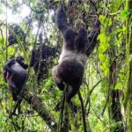 Gorilla Tour Rwanda