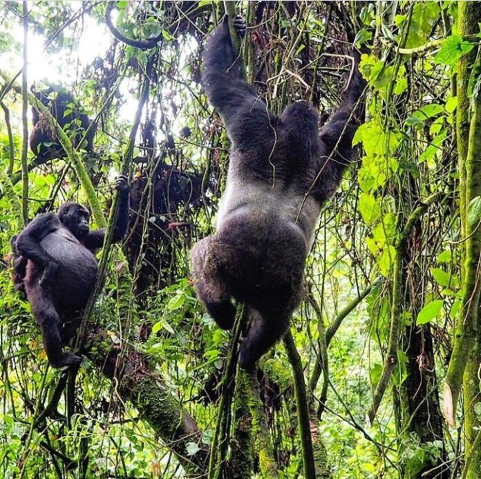 Uganda gorilla safari