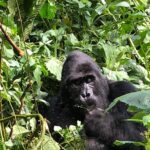 Gorilla Trek Rwanda