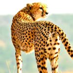 Amazing Trip and Safaris in Kenya