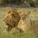 Luxury Uganda Safari Tours in 2024 Kenya Safari tour