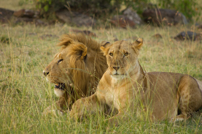 Kenya Safari tour