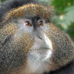 Golden monkey trackng